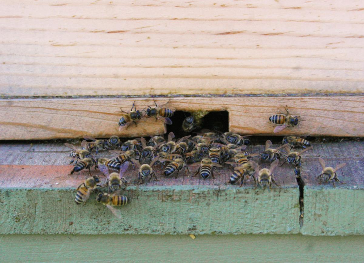 How to Find the Queen Bee - Hanna's Bees