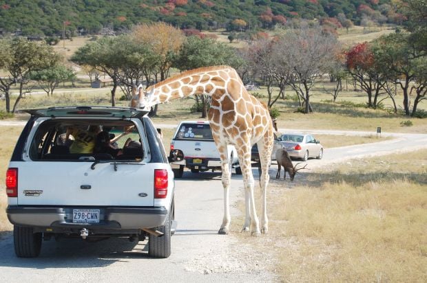 Fossil rim 2025 wildlife center coupons