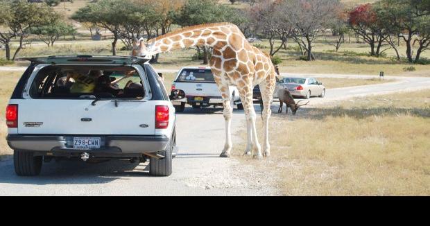 Fossil Rim prepares to reopen Children's Animal Center ...