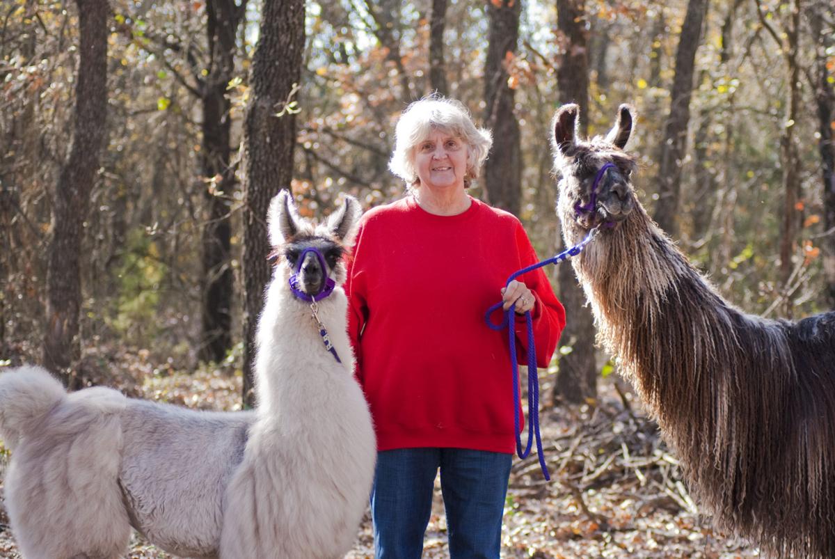 Baby alpaca missing since Tuesday needs its mother, farmer says