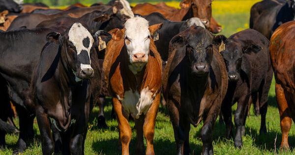 AgriLife Extension economist: Cattle prices haven't hit the ceiling yet