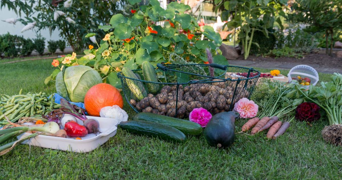 JCMG: Fall and winter vegetable gardening | Farmandranch JCMG: Fall and winter vegetable gardening | Farmandranch