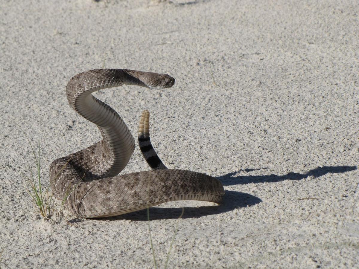 24 rattlesnakes found in Texas house -- including one in the toilet