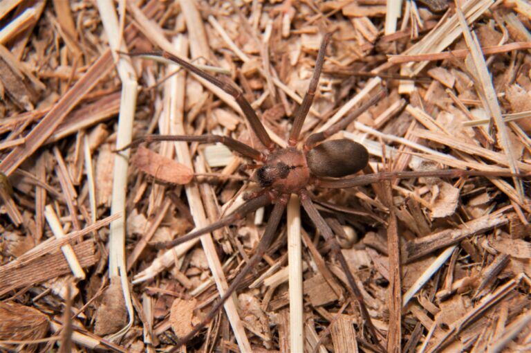 Classic brown recluse spider bite