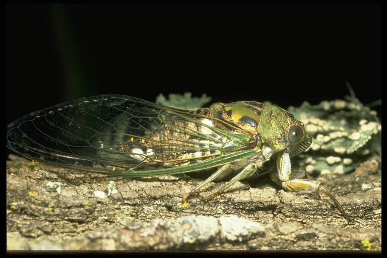 Hot summer days, bring on the cicadas