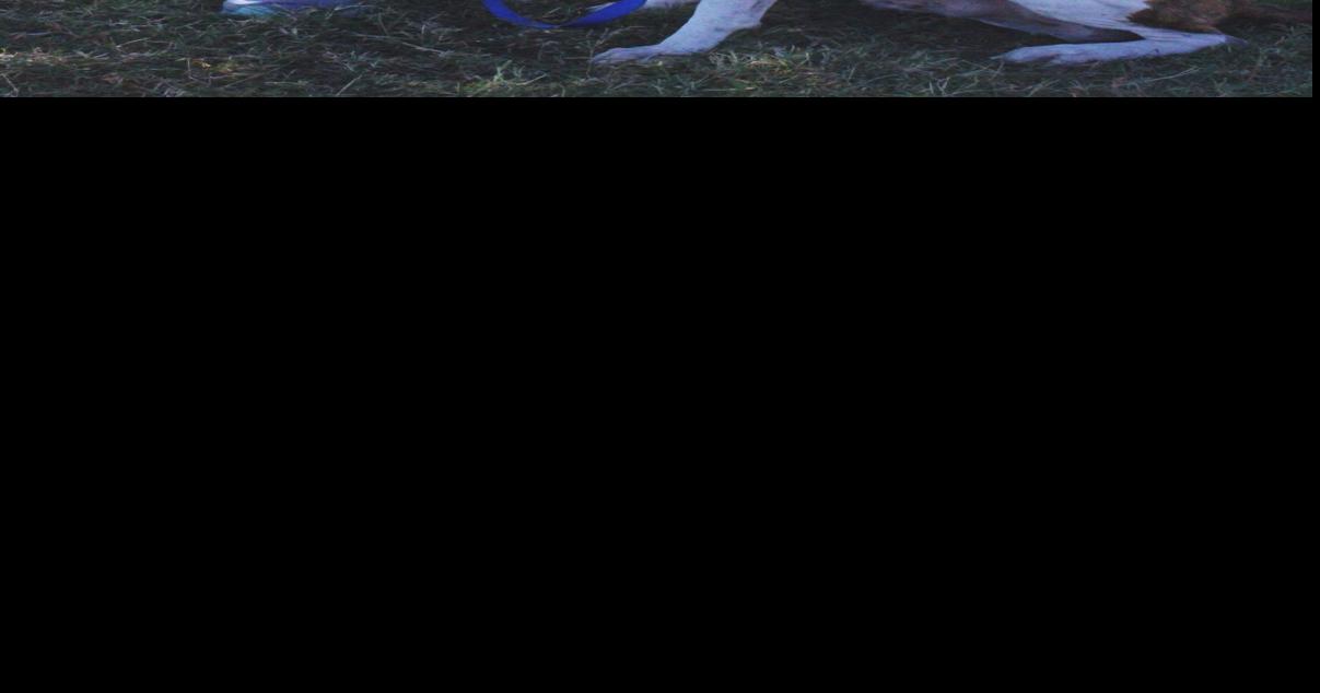 Animal services manager hopes to increase outreach efforts Local News