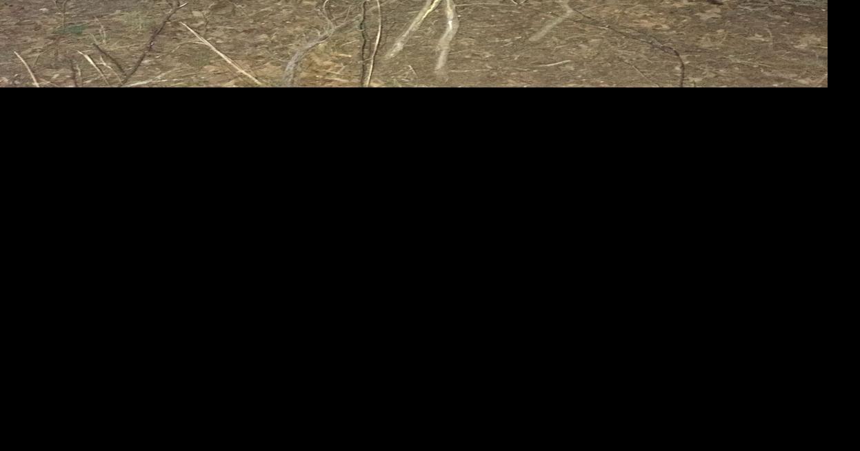 Pilot suffers minor injuries in plane crash Local News