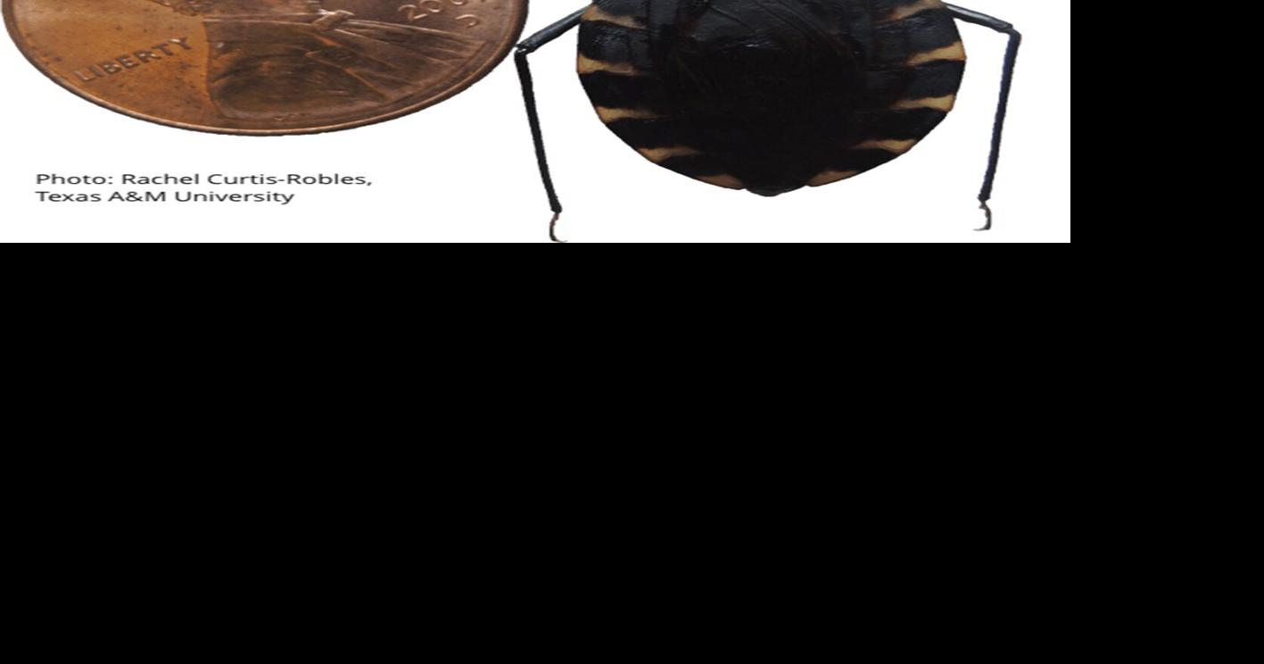 CDC: Deadly disease caused by blood-sucking insects spreading in US ...