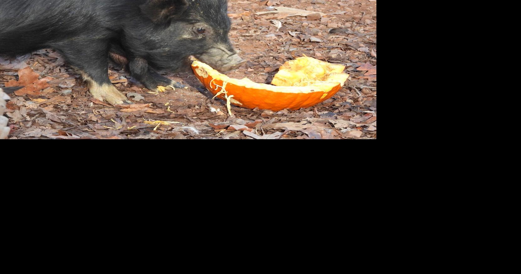 Pigs and pumpkins: a match made in hog heaven | News | clevelandbanner.com
