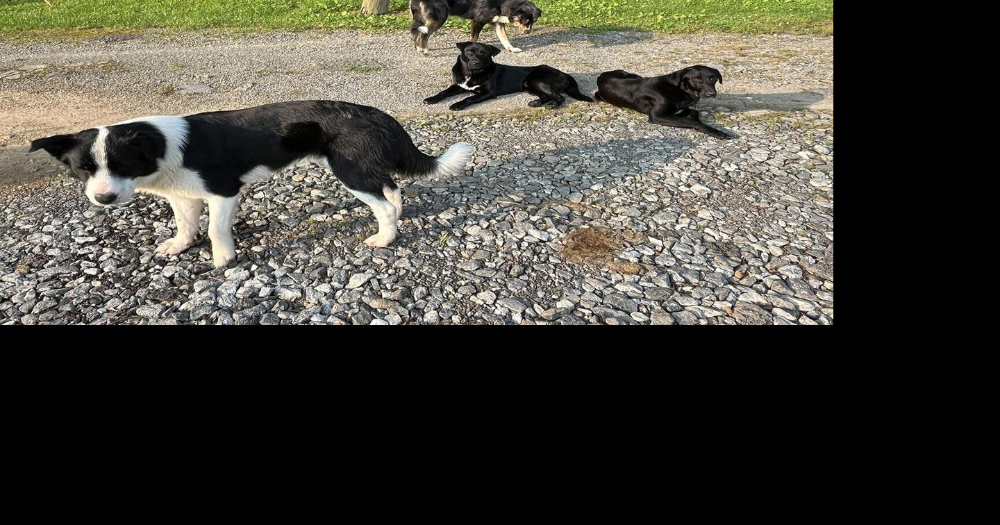 Abandoned dogs worry Charleston residents