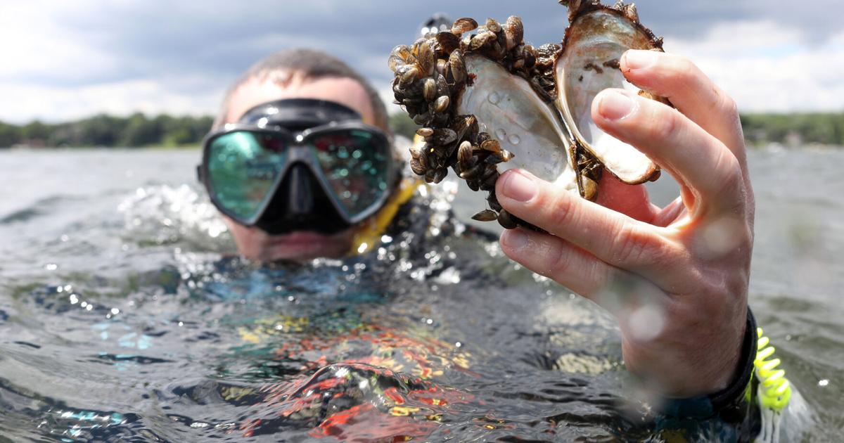 Officials: Zebra mussels invade Colorado River