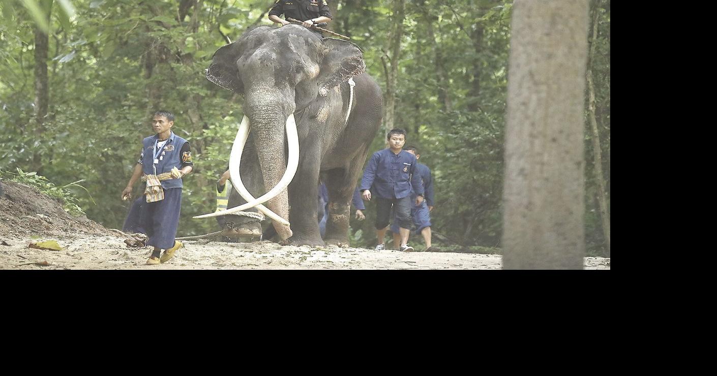 Ailing Thai elephant returns home after years of neglect in Sri Lanka