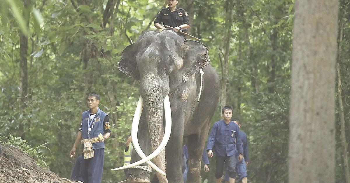 Ailing Thai elephant returns home after years of neglect in Sri Lanka