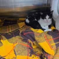 SPCA pets need homes 5-09-26