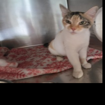 SPCA pets need homes
