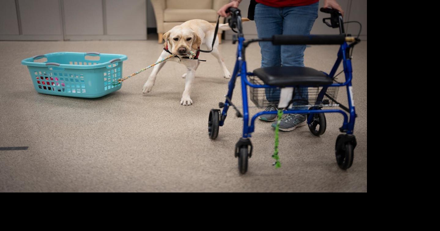 Trained to serve: Service dogs’ roles are expanding to help more people ...