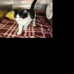 SPCA pets need homes 11-15-25