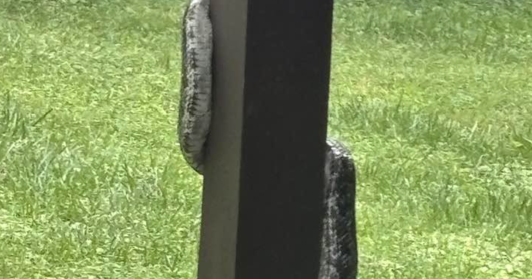 Homeowner discovers snake's routine visits to his property