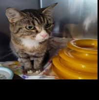 SPCA pets need homes