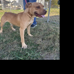 SPCA pets need homes 11-8-25