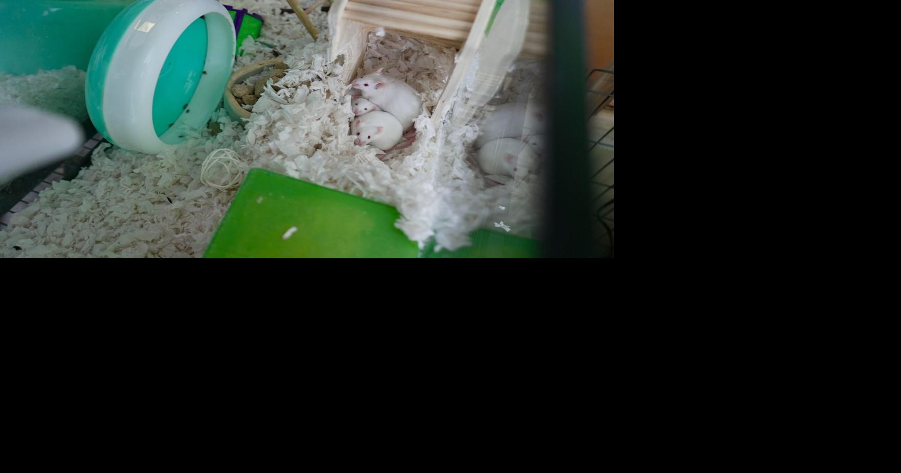 This Portland store helps rescue lab rats and gives used pet supplies a ...