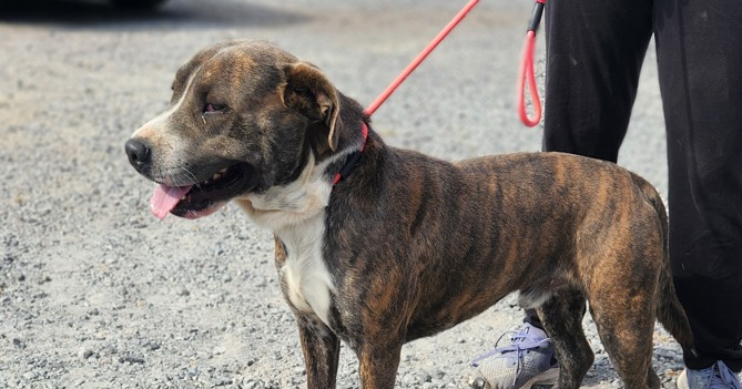 SPCA pets need homes 11-22-25