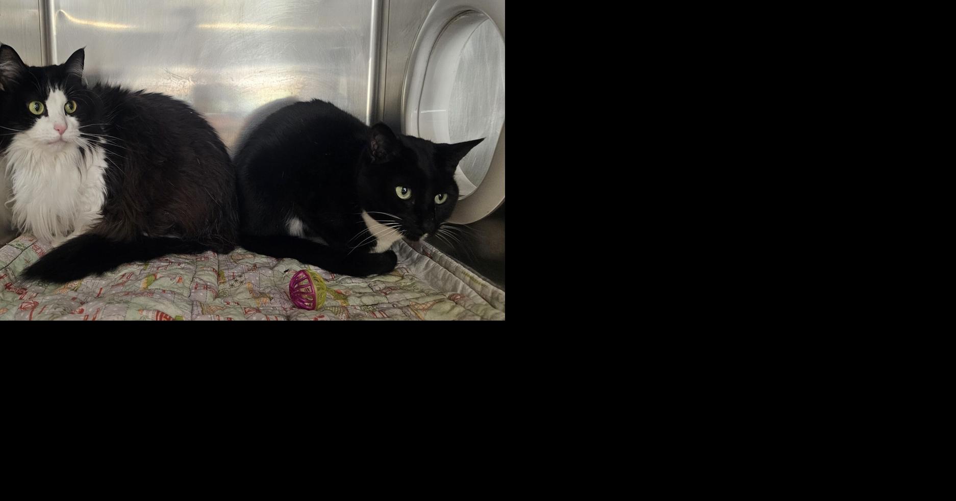 SPCA pets need homes