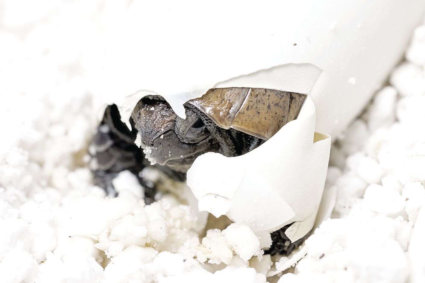 Tennessee Aquarium Hatching a record setting clutch of endangered