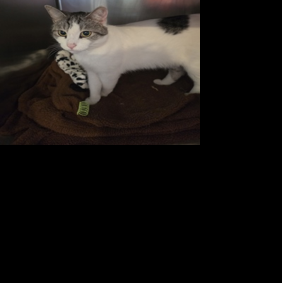 SPCA pets need homes