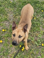 SPCA pets need homes