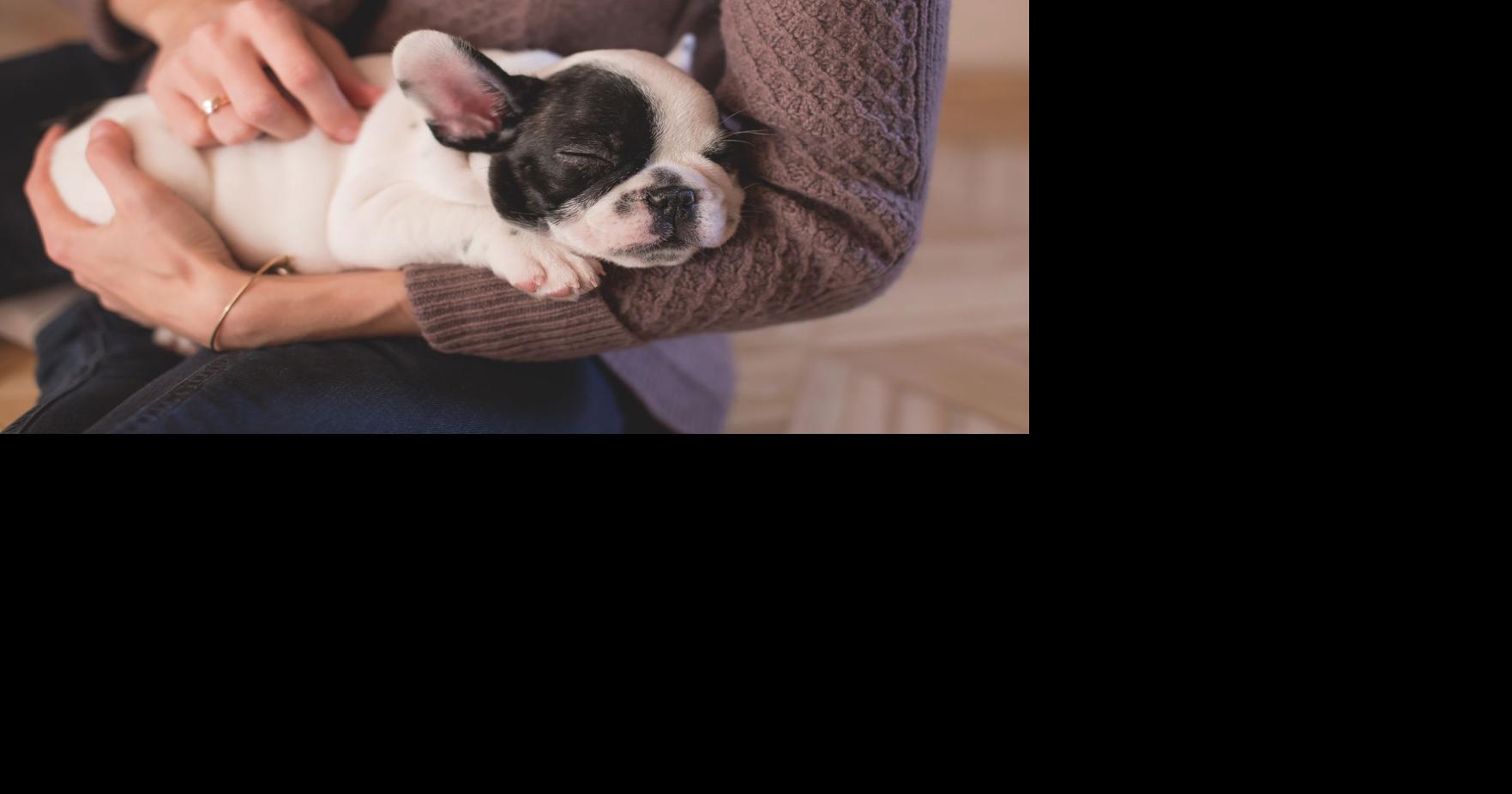 Can I get parvovirus from my dog? Monica's Health Hub