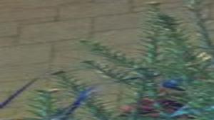 Learning From A Chanukah Bush Opinion Clevelandjewishnews Com