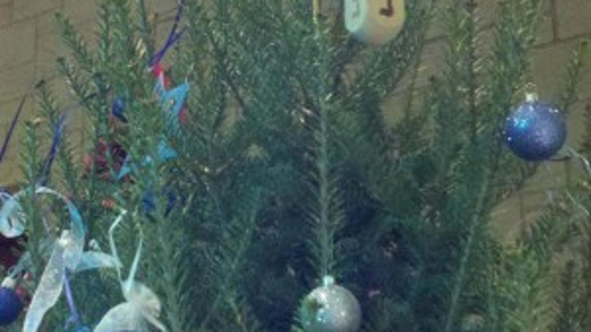 Learning From A Chanukah Bush Opinion Clevelandjewishnews Com