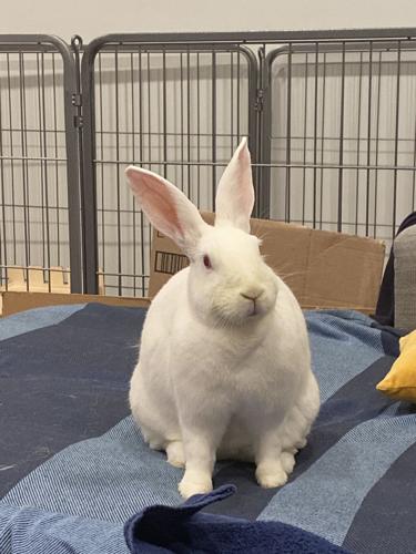 Mayfield Heights woman remembers pet rabbit, In the Community