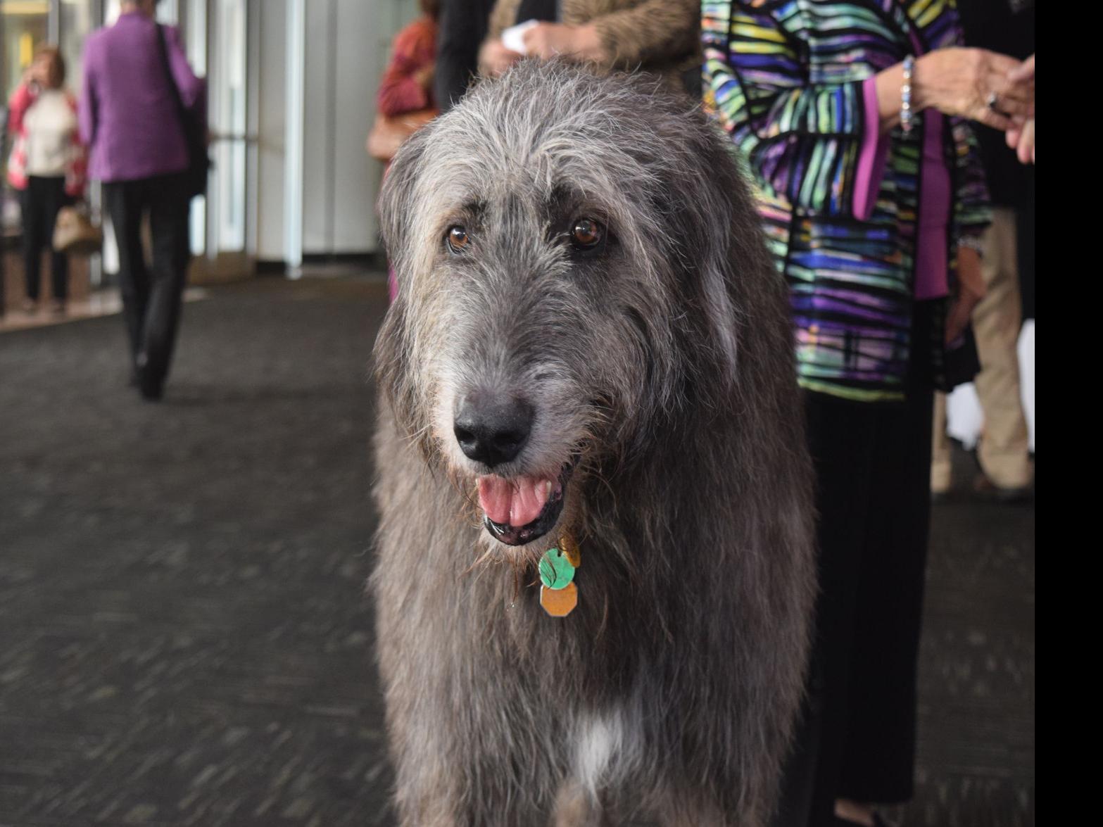 are irish wolfhound noisy