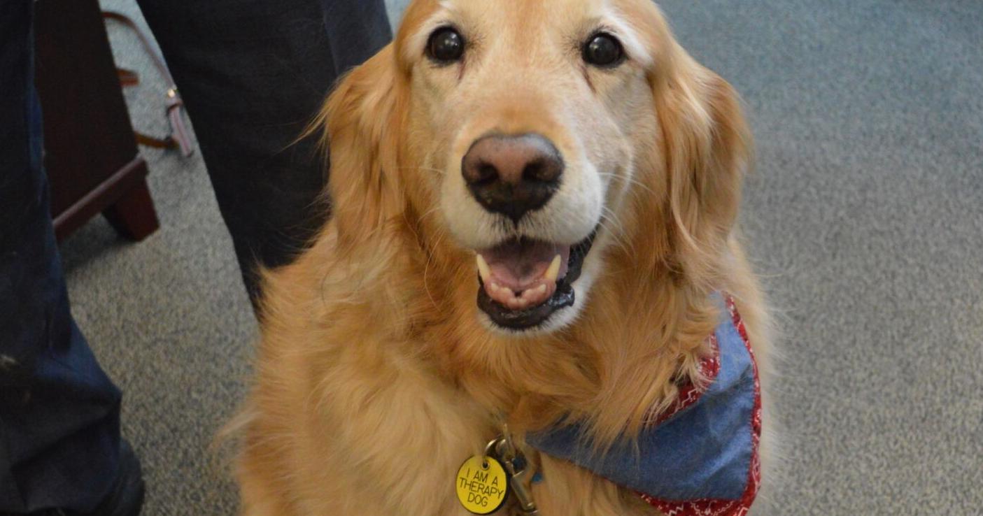 Beachwood law director's therapy dog offers soothing relief to those in need | Pets - Vimarsana News
