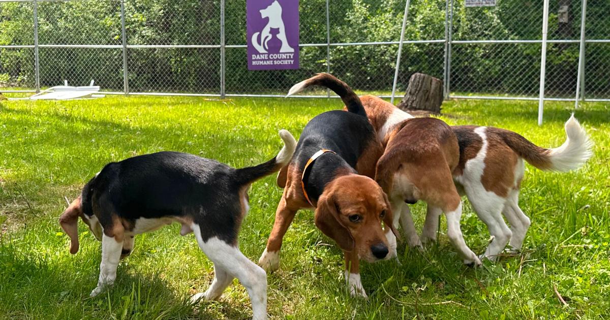 Wisconsin beagle research facility that drew protests is closing as rescue group takes in dogs