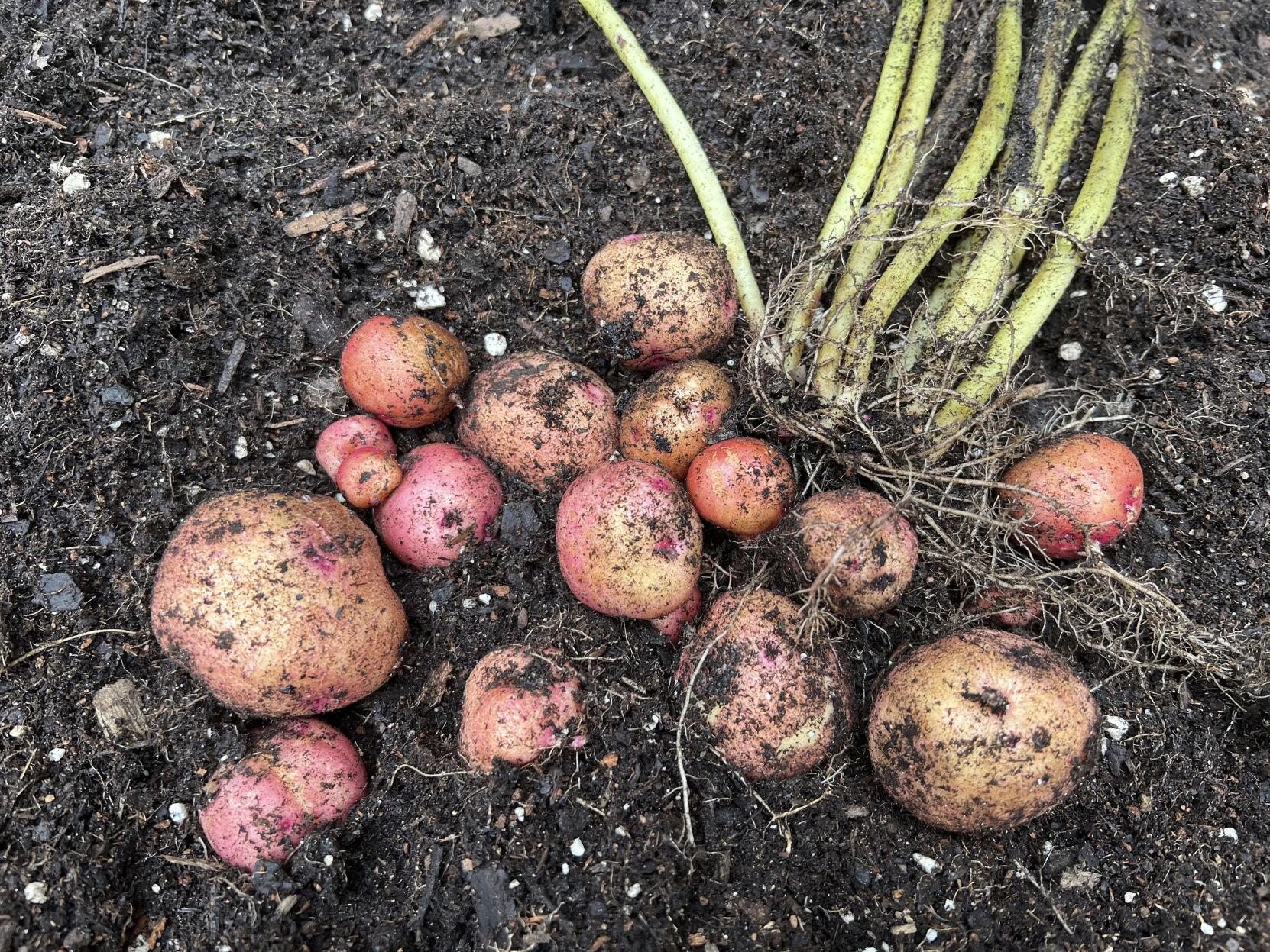 Unearthing your potato harvest: How do you know when to dig ...