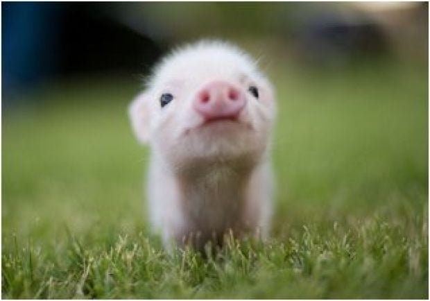 Pet pig discount