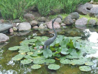 Small but mighty -- duckweed | News | clintonherald.com