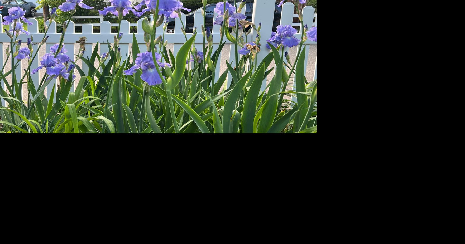 Gardening-Long-Lived Plants | National News | clintonherald.com