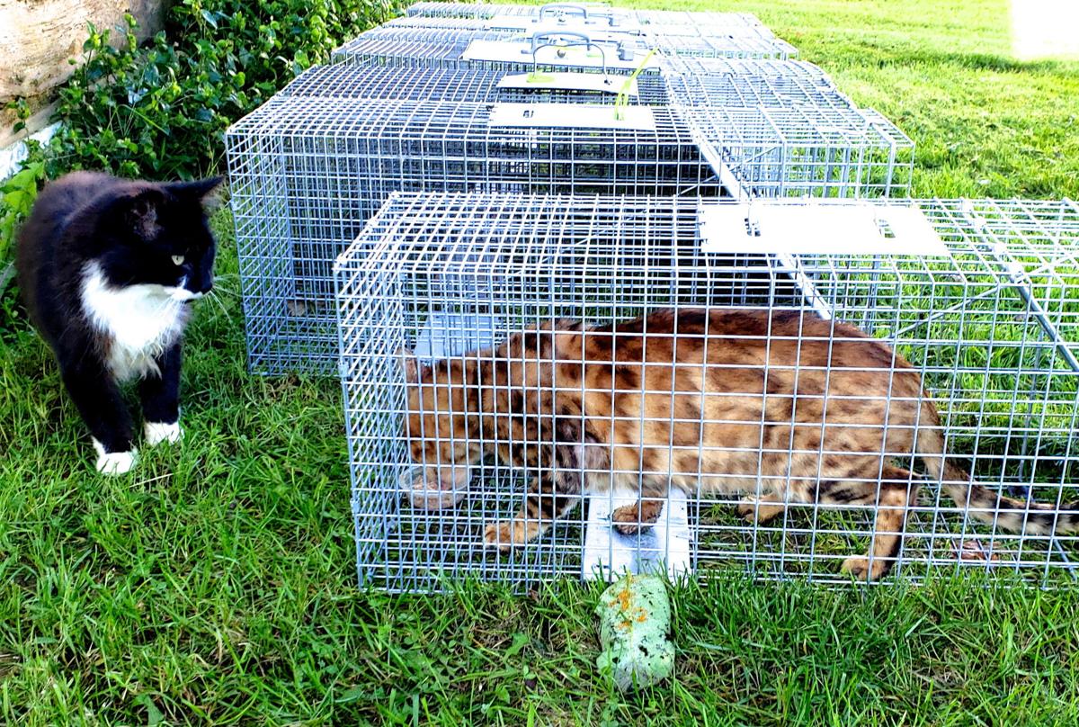 Trap, neuter, return decreases feral cat population ...