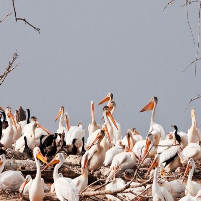 American White Pelicans Return To Mississippi River Shore Local News Clintonherald Com