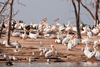 The American white pelican, once rare in Illinois, is migrating across the  state