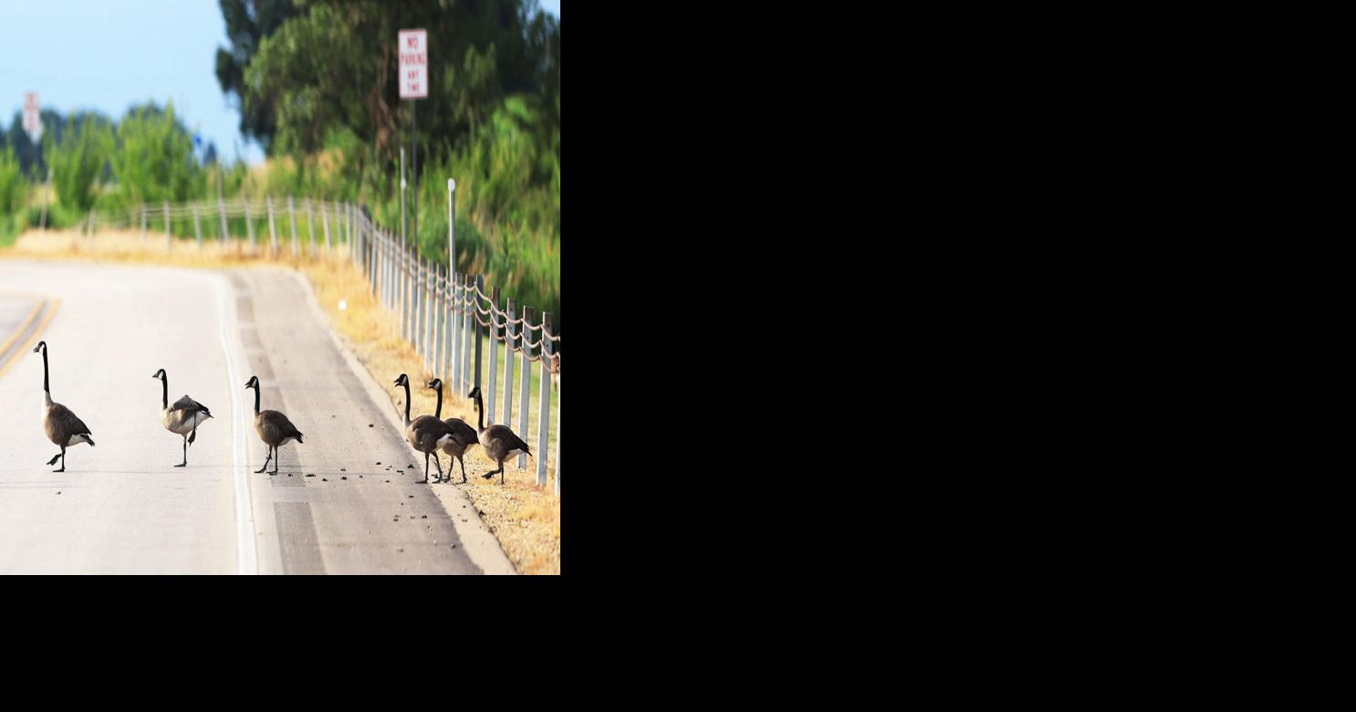 GEESE CROSSING