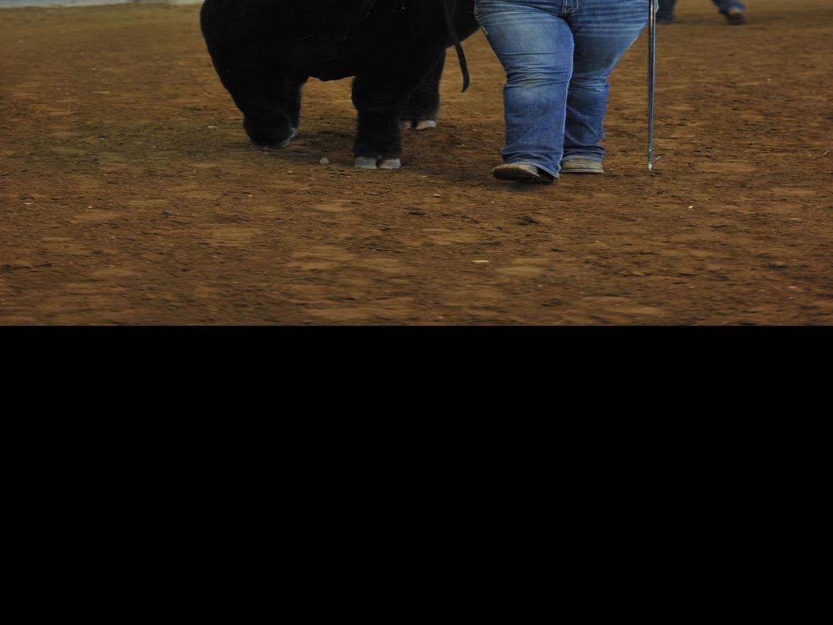 Iowa State Fair Livestock Crops Results News Clintonherald Com