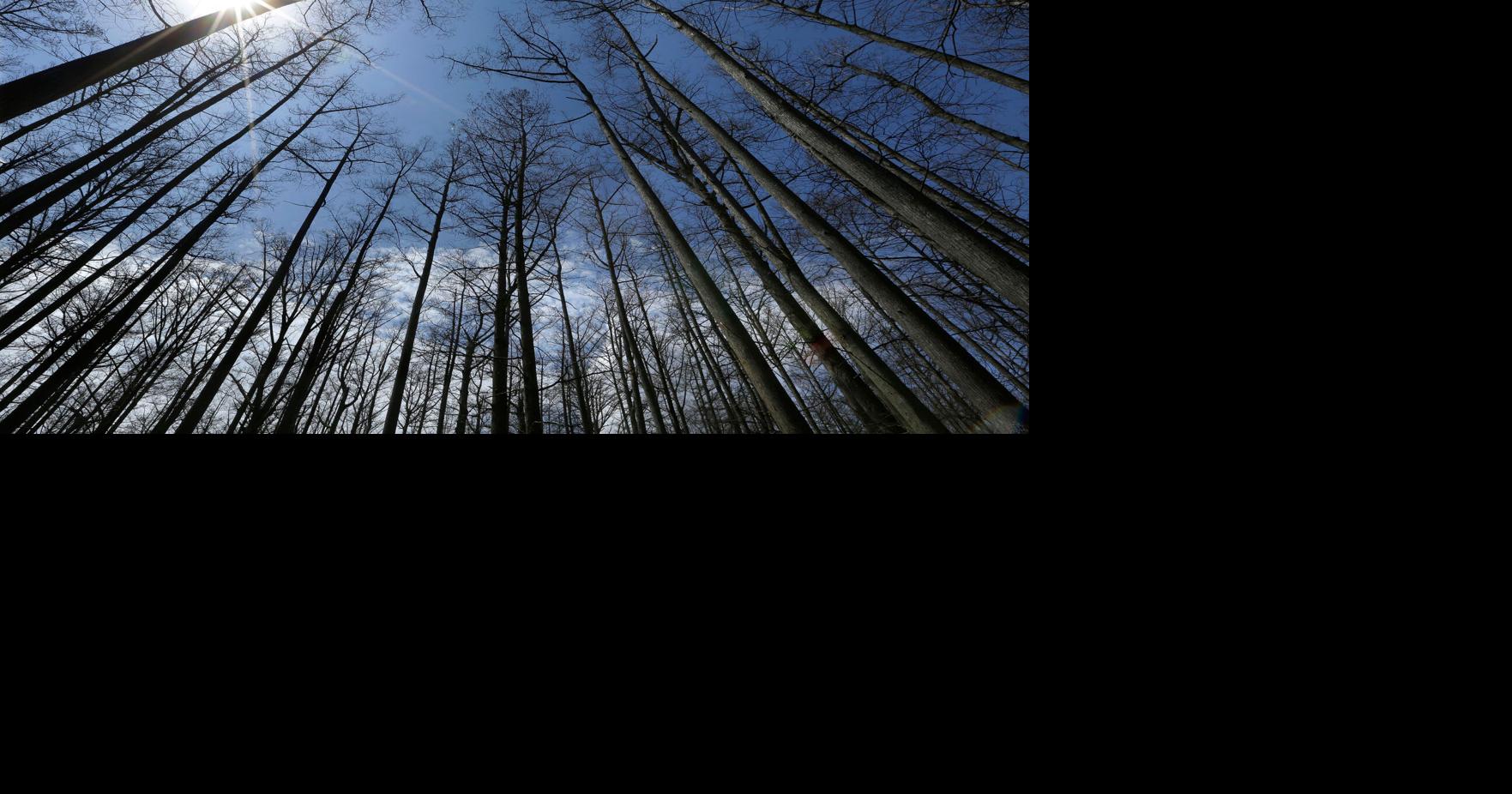 US Forest Service closing 23 research facilities as part of reorganization under Trump