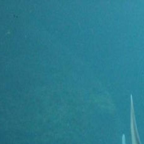 Yes They Re Down There But Shark Attacks Are Quite Uncommon Lifestyles Clintonherald Com