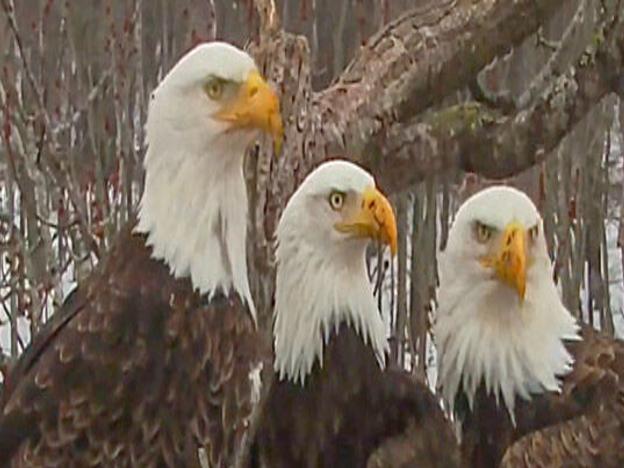 Tragedy strikes eagle trio again | Opinion | clintonherald.com