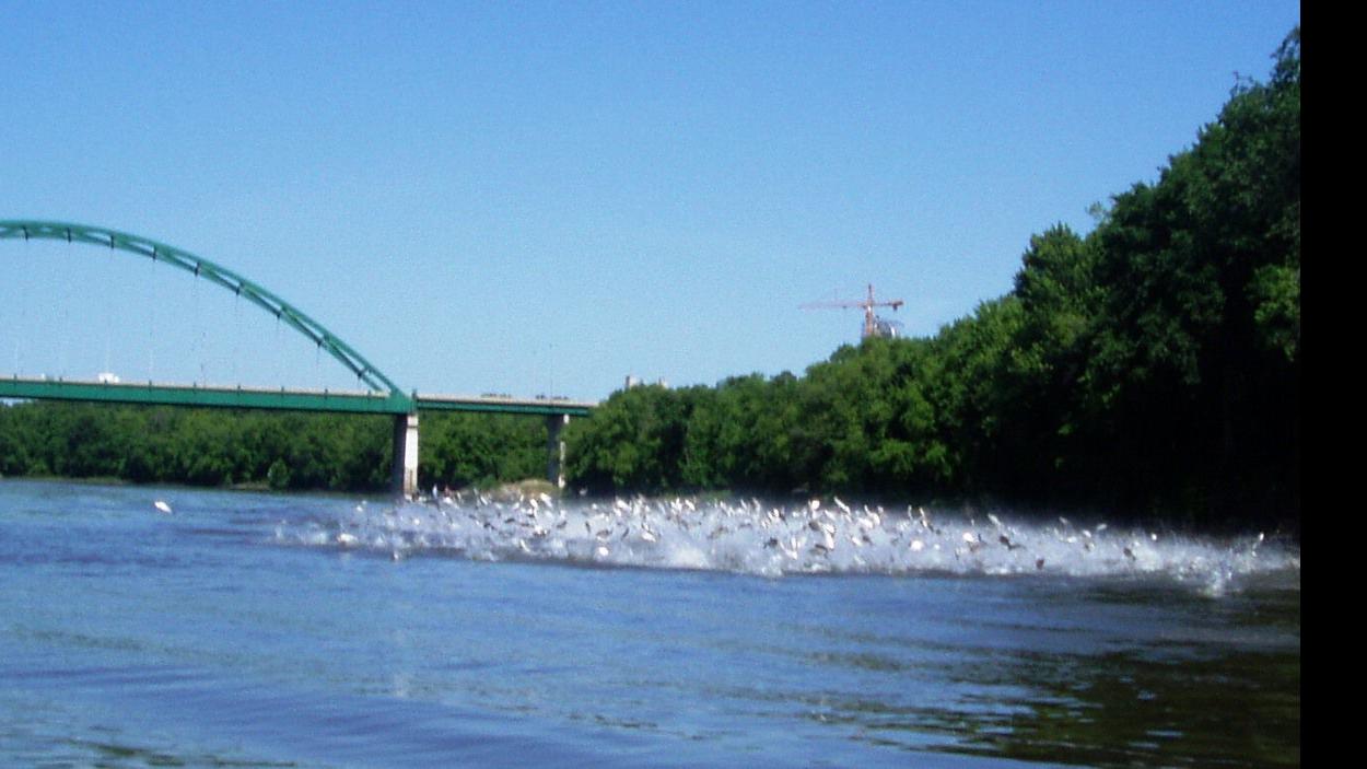Have You Seen Flying Fish News Clintonherald Com